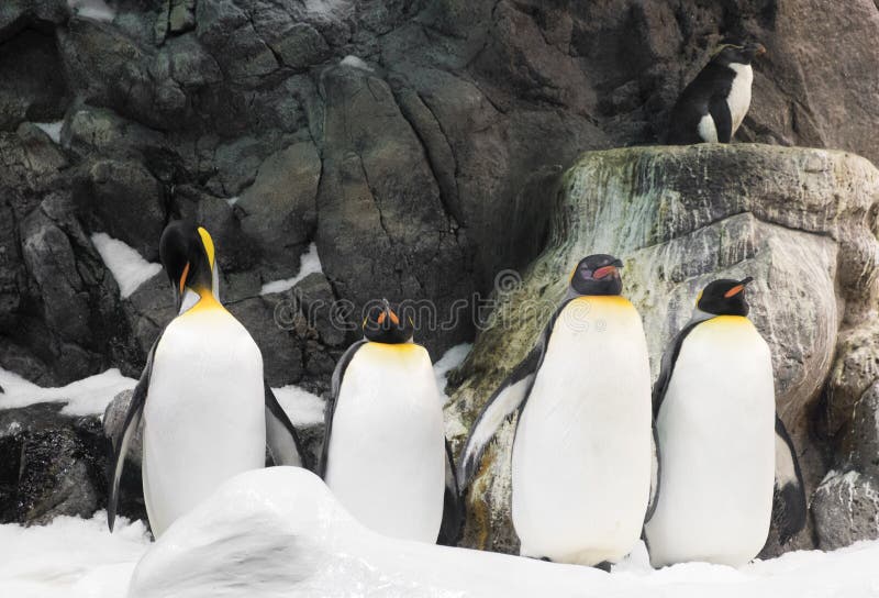 Noordpoolkoningspinguïn, groep pinguïnen royalty-vrije stock foto Noordpoolkoningspinguïn, groep pinguïnen royalty-vrije stock foto