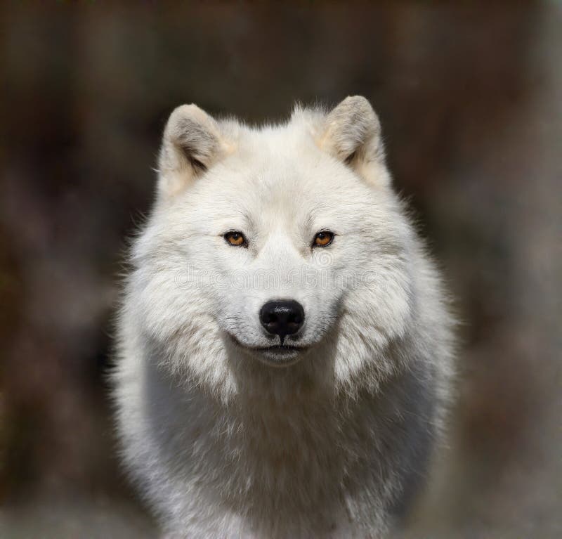 Noordpool wolf op rots stock foto. Image of zoogdier - 23806268