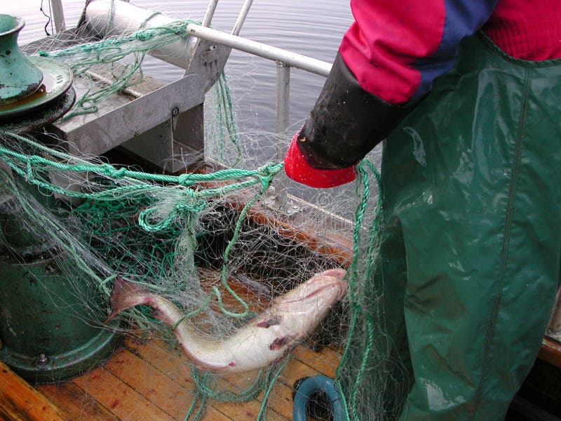 Picture of a norwegian fisherman catching cod. Picture of a norwegian fisherman catching cod