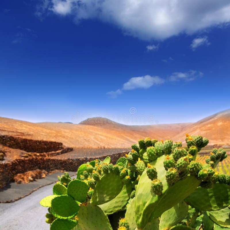 Nopal кактуса в Лансароте Orzola с горами стоковое фото rf Nopal кактуса в Лансароте Orzola с горами стоковое фото rf