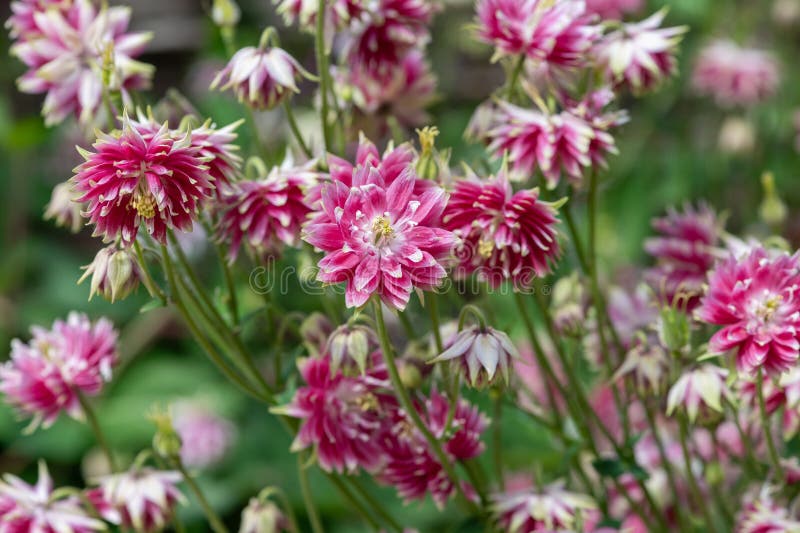 Nora barlow aquilegia (aquilegia vulgaris) flowers