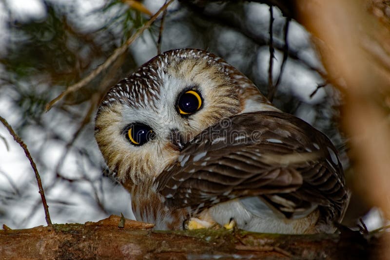 Nord Sage Wetzen Sie Eule In Einem Baum Stockfoto Bild Von Sage Nord