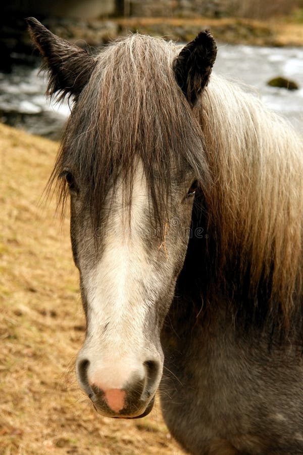 Nordic horse stock photo. Image of traditional, horse 7745900