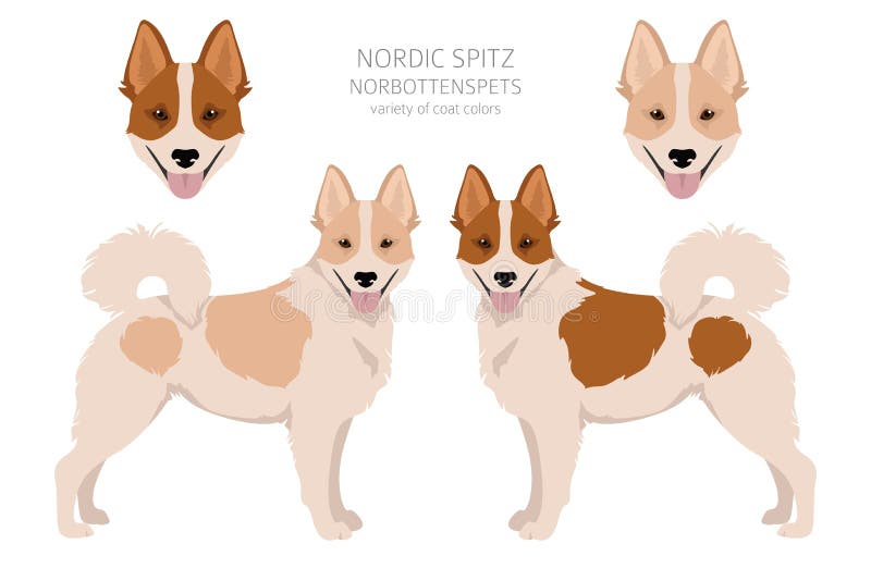 Nordic spitz hotsell