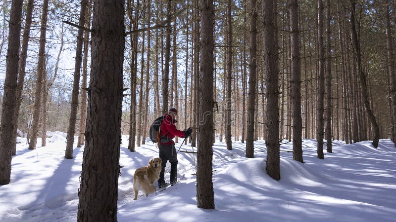Nordischer Skifahrer im Wald mit seinem Hund stockfoto Nordischer Skifahrer im Wald mit seinem Hund stockfoto