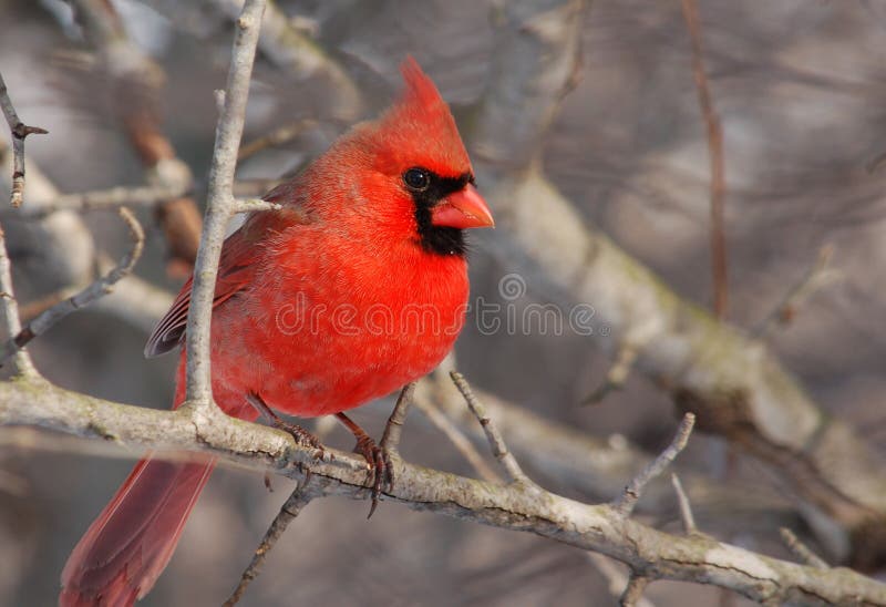 Photograph of a beautiful male Northern Cardinal during a midwest winter. Photograph of a beautiful male Northern Cardinal during a midwest winter.