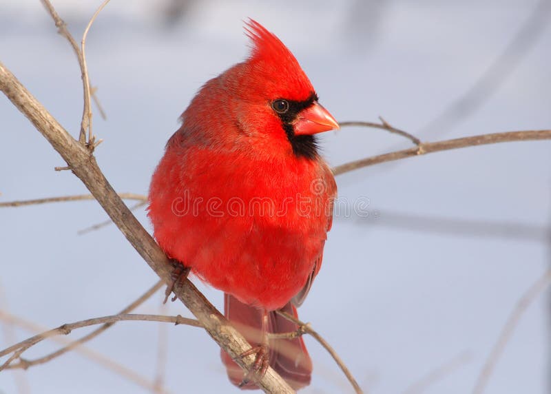 Photograph of a beautiful male Northern Cardinal during a midwest winter. Photograph of a beautiful male Northern Cardinal during a midwest winter.