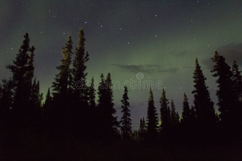 Nordlichter arcoss die geschwärzten Himmel eines alaskischen Lebens, das oben entlang der Sterne anstarrt Nordlichter über den sc