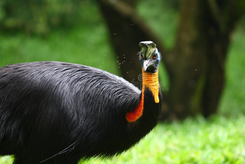 The Northern Cassowary, Casuarius unappendiculatus, also known as the Single (One)-wattled Cassowary or Gold(en)-neck(ed) Cassowary, is a large, stocky flightless bird. It has hard and stiff black plumage, blue facial skin and a casque on top of the head. It has a bright red or yellow colored neck and wattle. The feet are huge and strong with long, dagger-like claw on its inner toe. Both sexes are similar. The male, at 37 kilograms (82 lb), is smaller than female, at 58 kilograms (130 lb). These birds are between 165â€“175 cm (65â€“69 in) in height. The Northern Cassowary, Casuarius unappendiculatus, also known as the Single (One)-wattled Cassowary or Gold(en)-neck(ed) Cassowary, is a large, stocky flightless bird. It has hard and stiff black plumage, blue facial skin and a casque on top of the head. It has a bright red or yellow colored neck and wattle. The feet are huge and strong with long, dagger-like claw on its inner toe. Both sexes are similar. The male, at 37 kilograms (82 lb), is smaller than female, at 58 kilograms (130 lb). These birds are between 165â€“175 cm (65â€“69 in) in height.