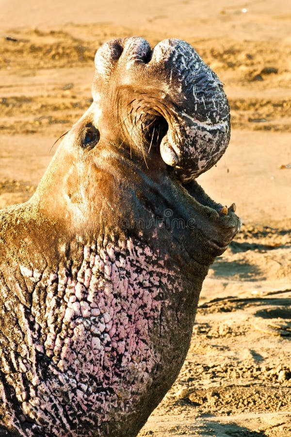 nordlig skyddsremsa för elefant royaltyfri foto nordlig skyddsremsa för elefant royaltyfri foto