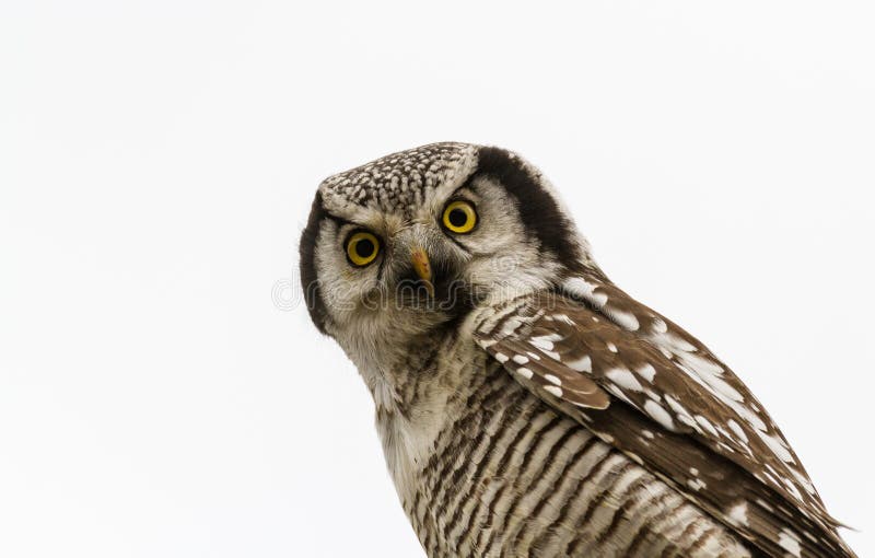 Nordliga Hawk Owl - Surniaulula - som vilar med vit bakgrund royaltyfri fotografi Nordliga Hawk Owl - Surniaulula - som vilar med vit bakgrund royaltyfri fotografi