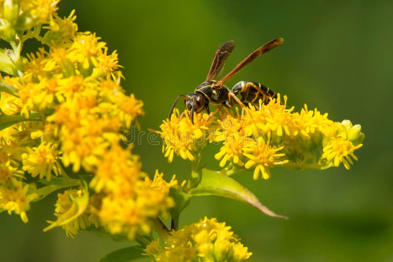 A Northern  Paper Wasp is collecting nectar from a yellow Goldenrod flower. Also known as a Dark Paper Wasp. High Park, Toronto, Ontario, Canada. A Northern  Paper Wasp is collecting nectar from a yellow Goldenrod flower. Also known as a Dark Paper Wasp. High Park, Toronto, Ontario, Canada.