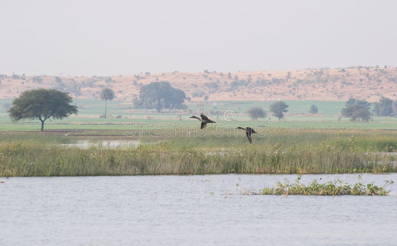 Nordspießente duckt Fliegen über See stockbilder Nordspießente duckt Fliegen über See stockbilder