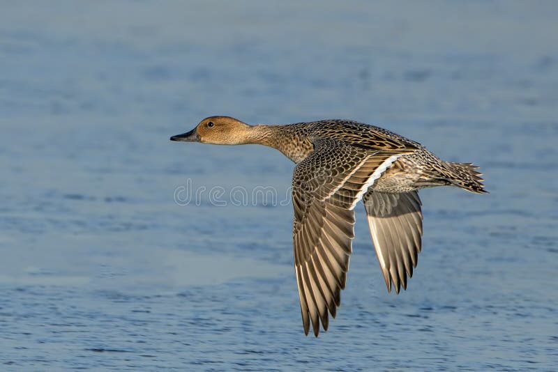 Nordspießenten-Ente - Anekdoten acuta, fliegend über ein Sumpfgebiet
