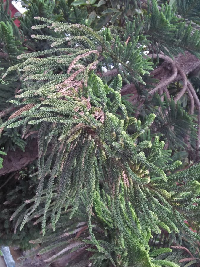norfolk island pine norfolk island pine
