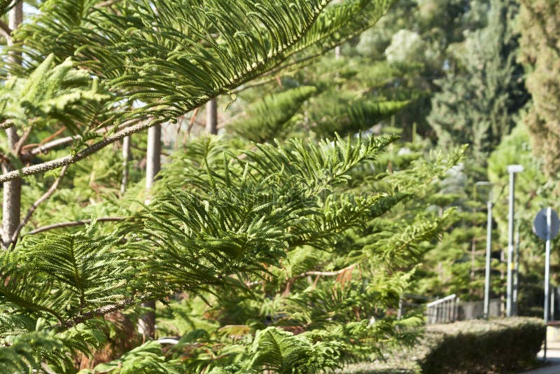 Norfolk Island Pine (Araucaria heterophylla, Araucaria excelsa), ornamental  tree on street side, Stock Photo, Picture And Rights Managed Image. Pic.  BWI-BS303950