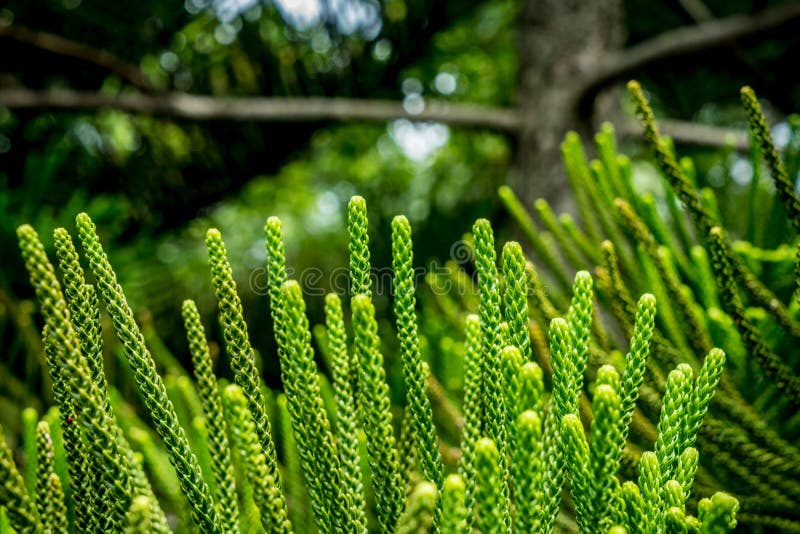 Norfolk island pine stock photo. Image of forest, evergreen 99009784