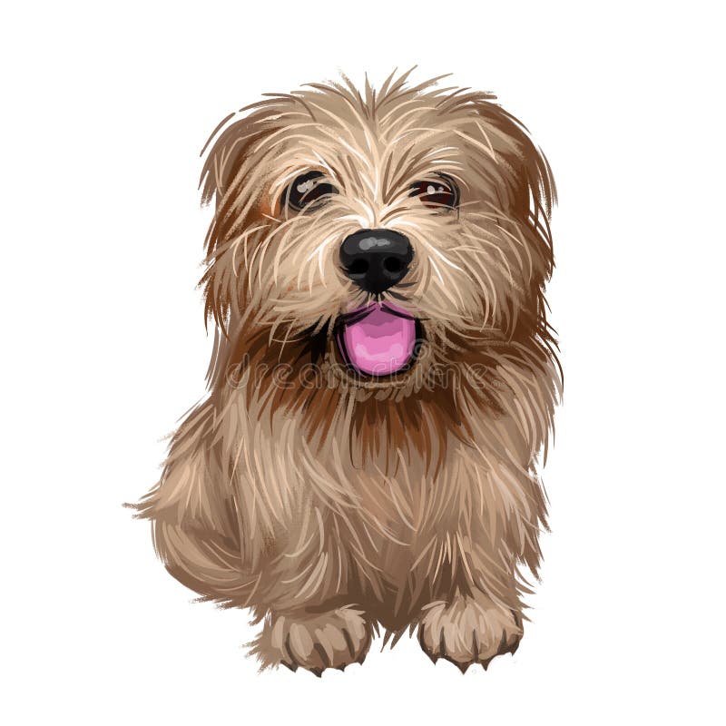 Norfolk terrier puppy British breed of dog digital art. Smallest working pet originated from Great Britain, watercolor portrait closeup of animal with long fur. Doggy canine with sticking tongue. Norfolk terrier puppy British breed of dog digital art. Smallest working pet originated from Great Britain, watercolor portrait closeup of animal with long fur. Doggy canine with sticking tongue