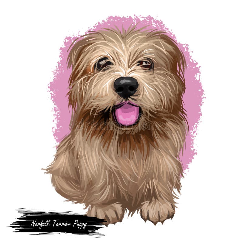 Norfolk terrier puppy British breed of dog digital art. Smallest working pet originated from Great Britain, watercolor portrait closeup of animal with long fur. Doggy canine with sticking tongue. Norfolk terrier puppy British breed of dog digital art. Smallest working pet originated from Great Britain, watercolor portrait closeup of animal with long fur. Doggy canine with sticking tongue