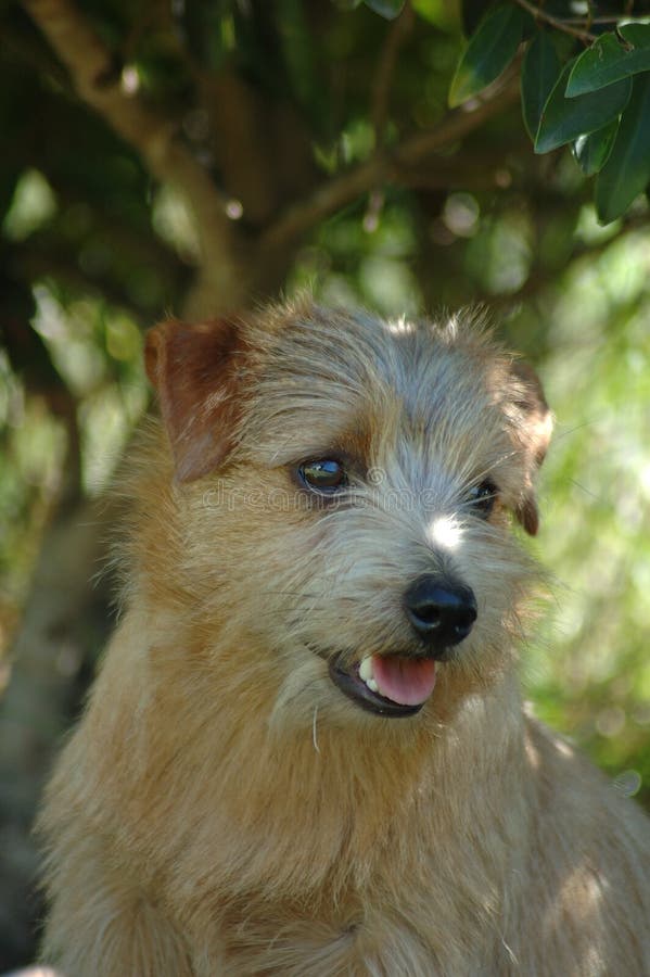 Norfolk Terrier stock image