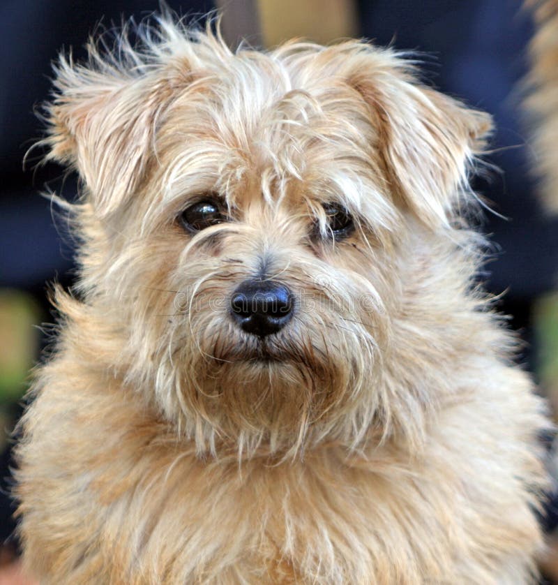 Norfolk Terrier stock image. Image of brown, cute, animal 7860749