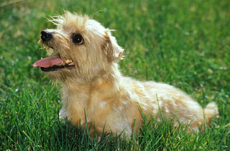 Norfolk Terrier Dog Sitting On Grass Stock Photo Image Of Mammal Dogs