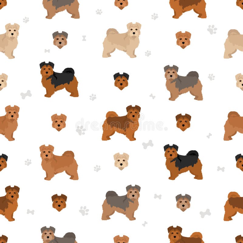 Norfolk Terrier Seamless Pattern. Different Poses, Coat Colors Set