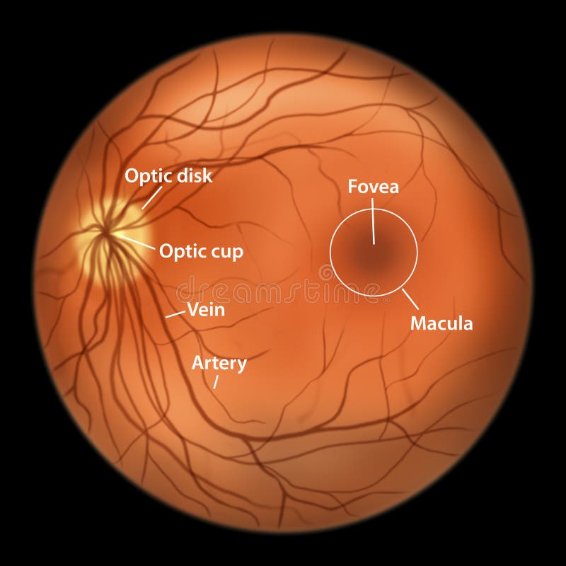 Normal Eye Retina Illustration Stock Illustration Illustration Of