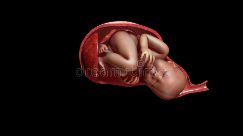 Placenta Stock Illustrations – 2,653 Placenta Stock Illustrations, Vectors & Clipart - Dreamstime Placenta Stock Illustrations – 2,653 Placenta Stock Illustrations, Vectors & Clipart - Dreamstime