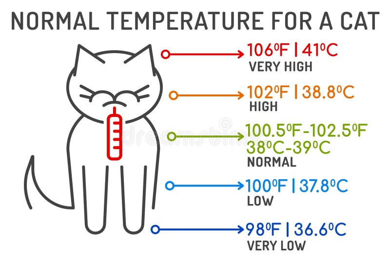 The Normal Temperature for a Cat. Medical Infographic Stock Vector