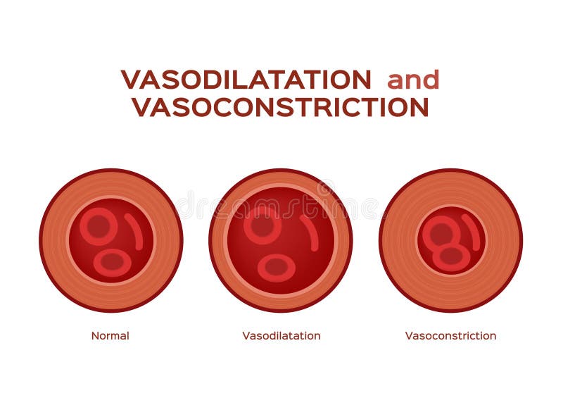 constricting blood vessel meaning constricting blood vessel meaning