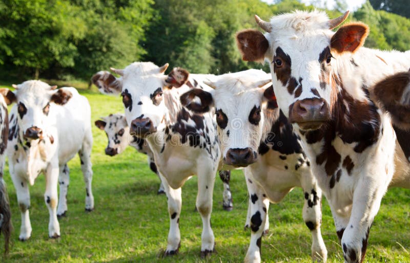 Norman cow in the field