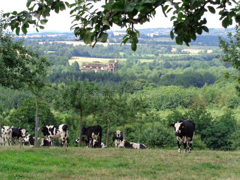 Normandie, vaches et pommiers