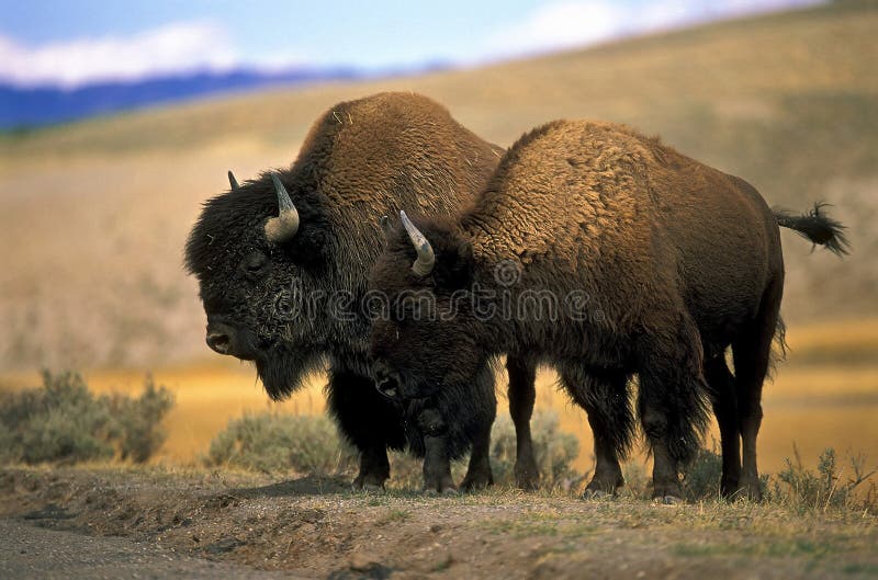 norr amerikansk bison royaltyfria bilder norr amerikansk bison royaltyfria bilder