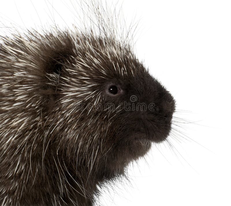 Norr - amerikansk ett piggsvin, Erethizondorsatum, också som är bekant som Cana royaltyfria foton Norr - amerikansk ett piggsvin, Erethizondorsatum, också som är bekant som Cana royaltyfria foton