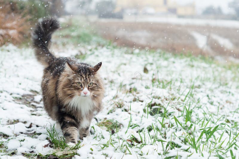 Norsk skogkatt som går på etttäckt fält arkivfoto Norsk skogkatt som går på etttäckt fält arkivfoto