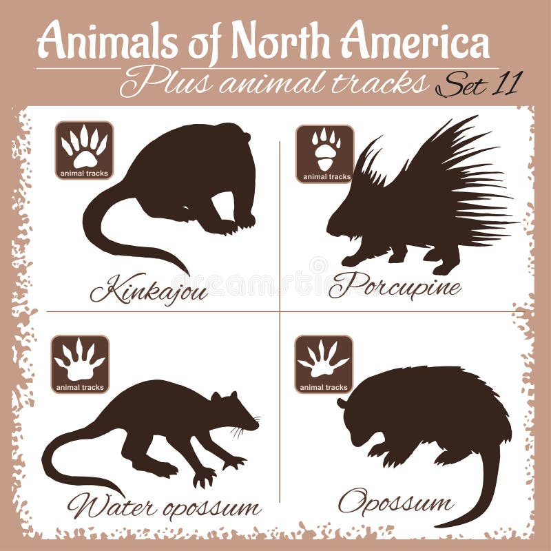 North America Animals and Animal Tracks, Footprints. Stock Vector - Illustration of fauna, names: 71606126 North America Animals and Animal Tracks, Footprints. Stock Vector - Illustration of fauna, names: 71606126