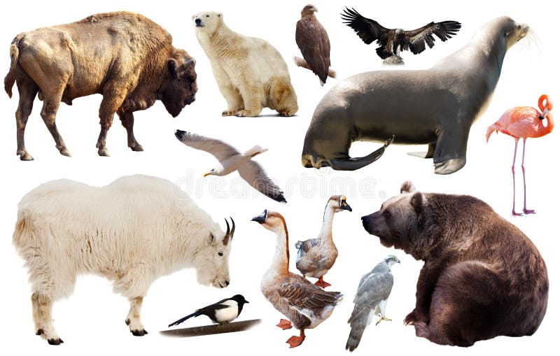 North america animals isolated