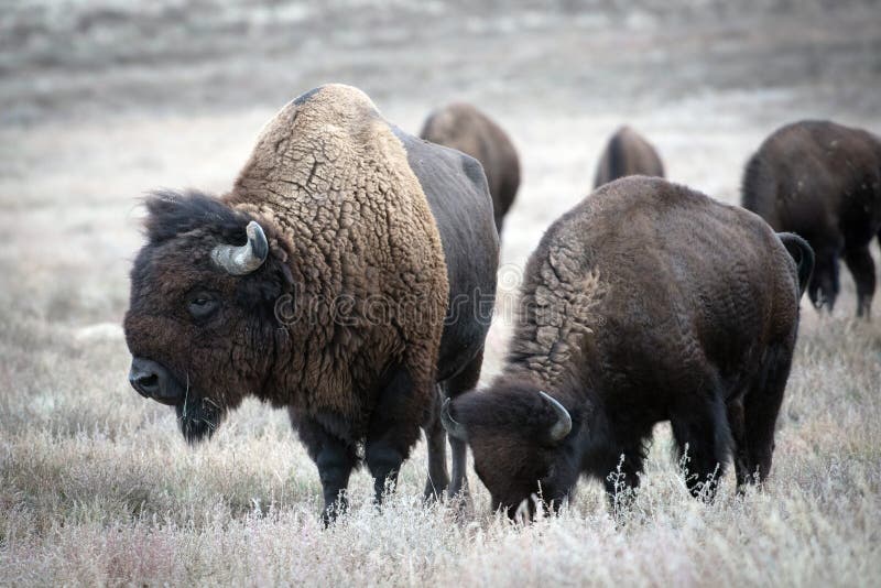 North America Bison Buffalo Family stockfotos North America Bison Buffalo Family stockfotos