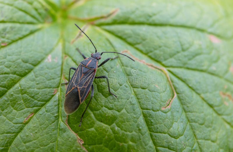Box elder bug stock photo. Image of marco, biology, ecology 2119534