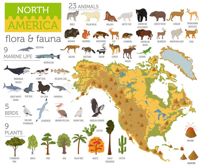 North America flora and fauna map, flat elements. Animals, birds