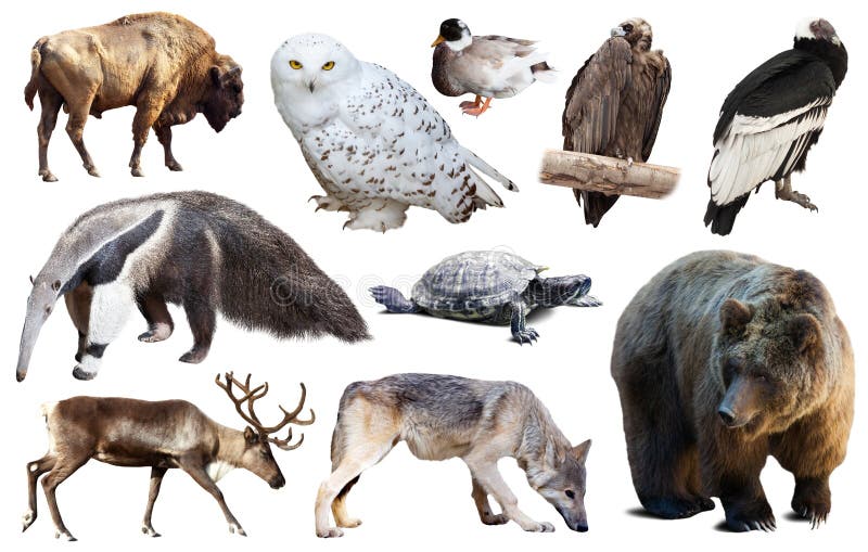 North american animals isolated