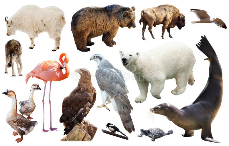 North american animals isolated