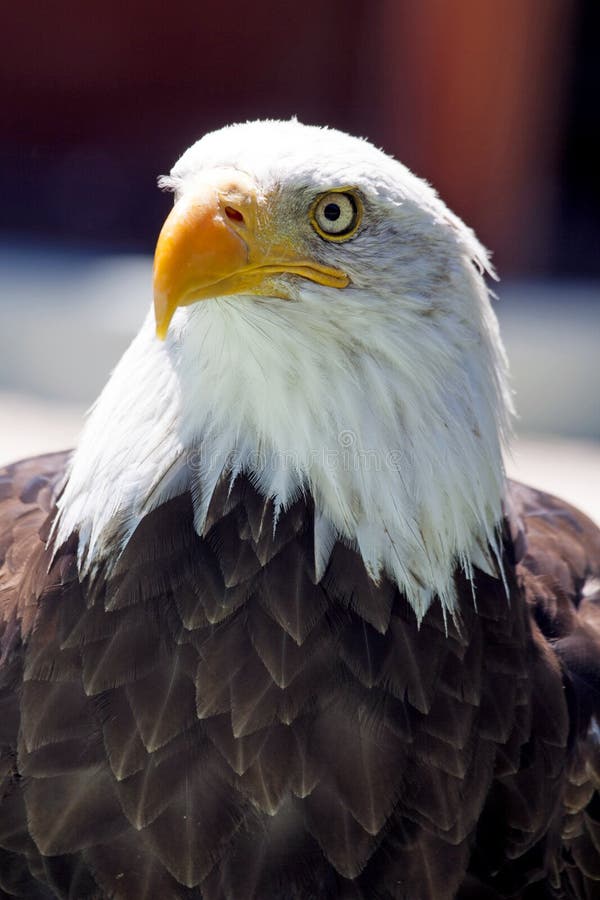 north-american-bald-eagle-stock-image-image-of-majestic-56641039