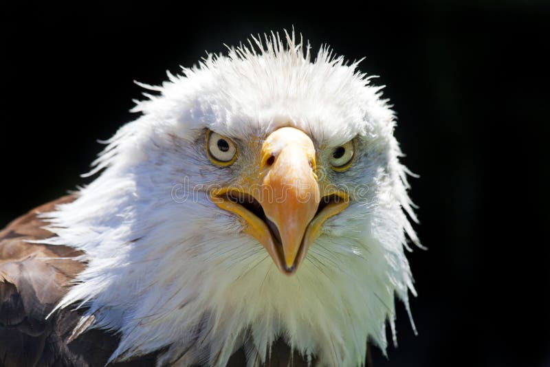Hermoso norte Americano calvo águila.