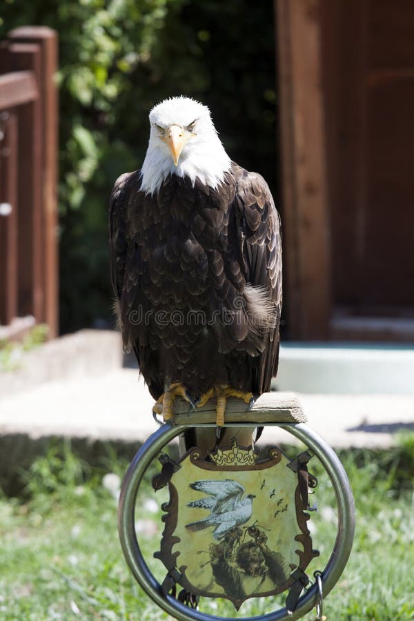 north-american-bald-eagle-stock-image-image-of-grunge-56641575