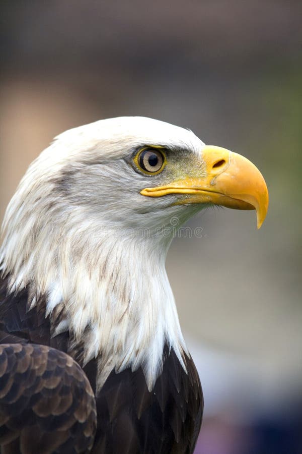 north-american-bald-eagle-stock-image-image-of-kachemak-58552507