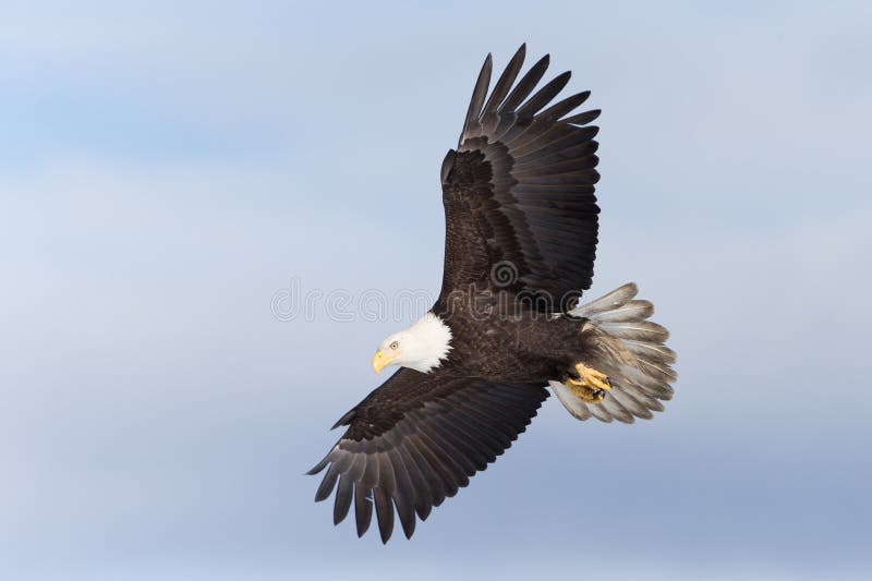 North American Bald Eagle Landing Stock Photo Image of bald, blue