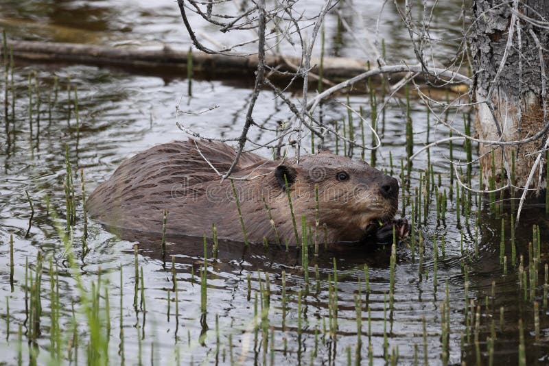 North American Beaver (Castor Canadensis) Alberta Canada Stock Photo