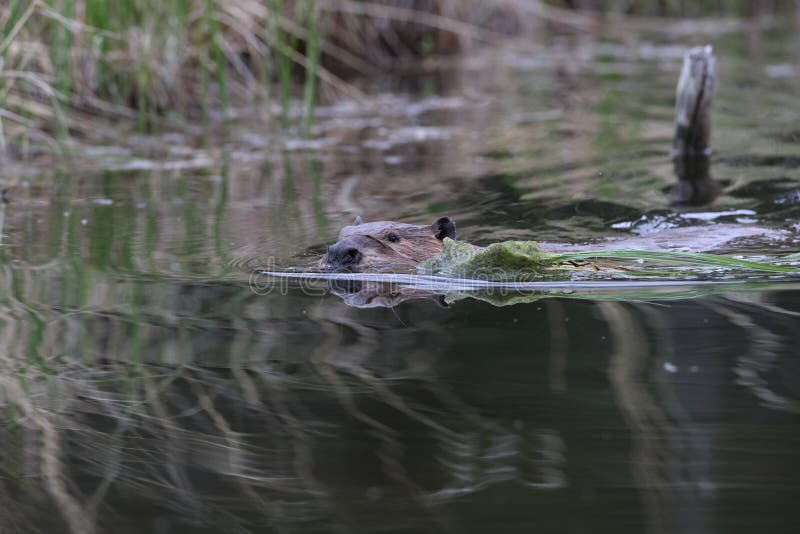 North American Beaver (Castor Canadensis) Alberta Canada Stock Photo